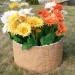 Цветник КАНЬОН купить в Чайковском